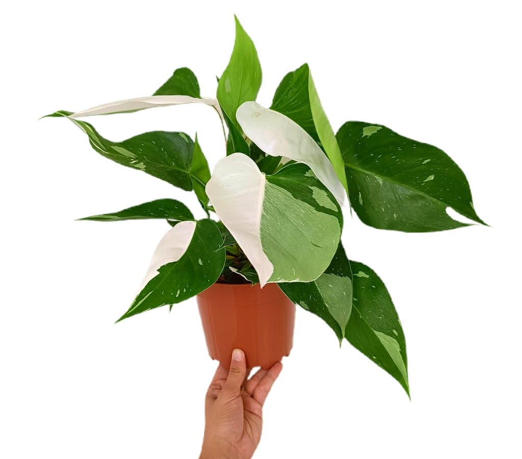 Philodendron White Princess Variegata M17_2