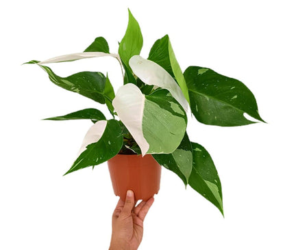 Philodendron White Princess Variegata M17_2