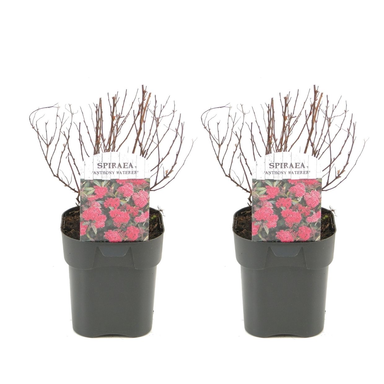 Spiraea Rosada - 2 Pzs - Spiraea Japonica 'dark Pink' - Altura 25-40cm - ⌀17cm_0