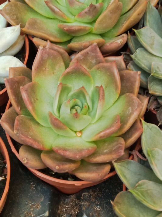 Echeveria Moranii Planta Suculenta Ø5 Cm Para Exterior_0