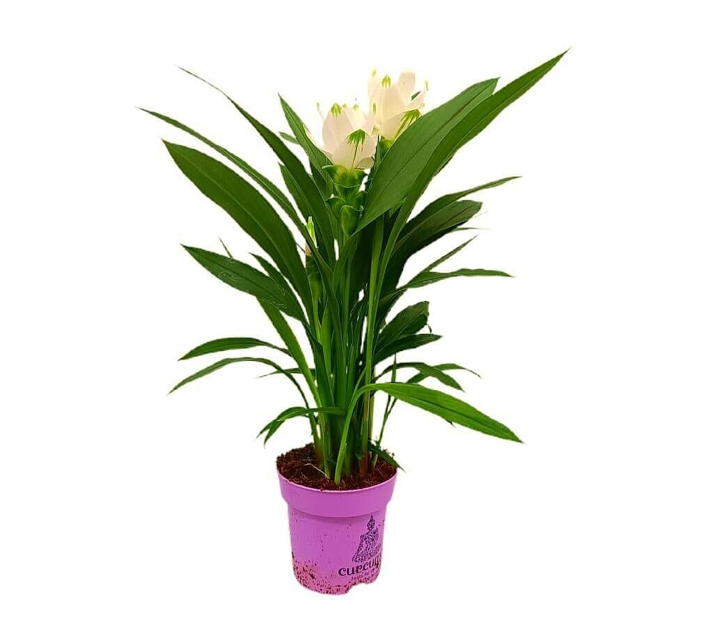 Curcuma Siam Splash M14 60cm_0