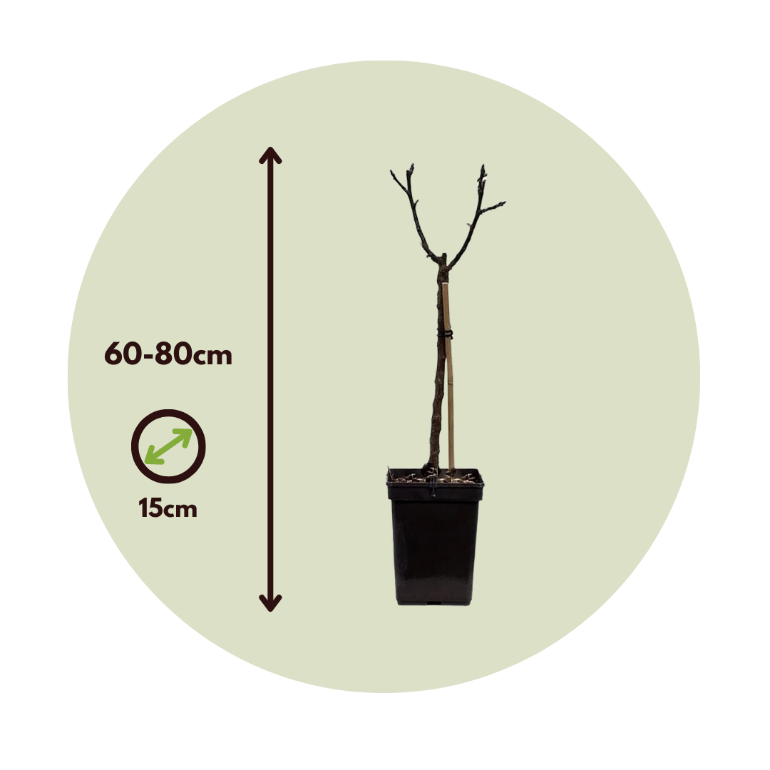 Manzano - Malus - Altura 60-80cm - ⌀15cm_2