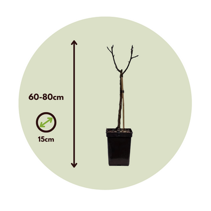 Manzano - Malus - Altura 60-80cm - ⌀15cm_2