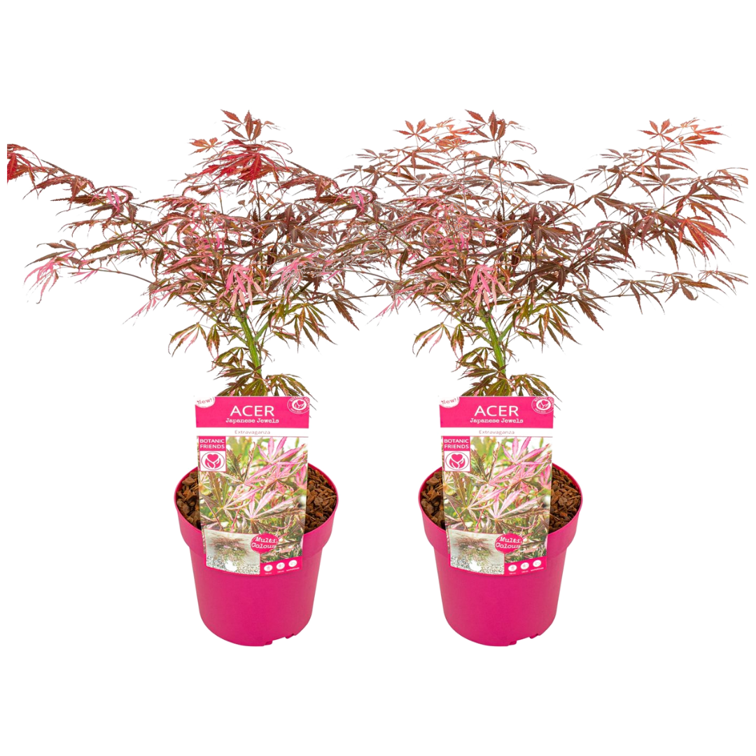 Arce Japonés - 2 Pzs - Acer Palmatum 'extravaganza' - Altura 50-60cm - ⌀19cm_0