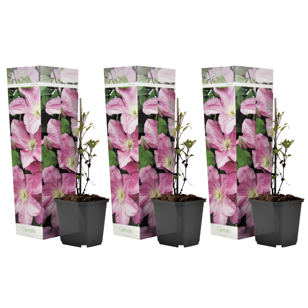 Rosa Malva - 3 Pzs - Clematis 'hagley Hybrid' - Altura 25-40cm - ⌀9cm_0
