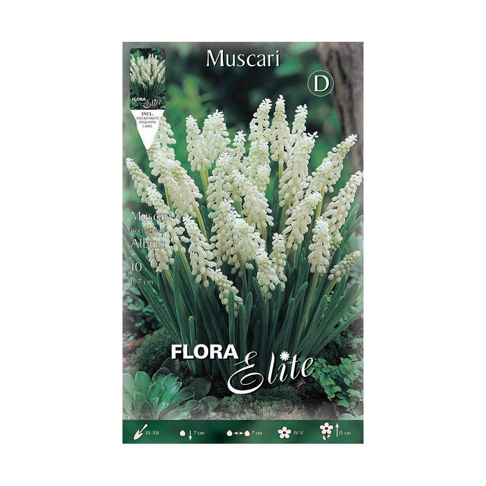 Bolbos Muscaris brancos Elite 10 unidades