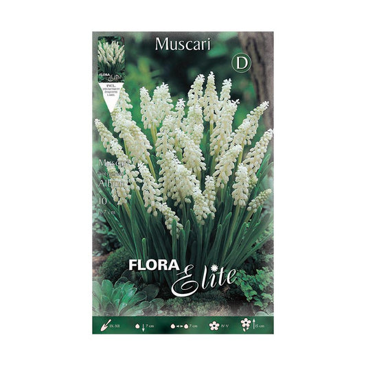 Bolbos Muscaris brancos Elite 10 unidades