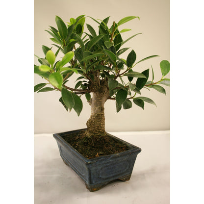 Ficus retusa bonsai 5 anos