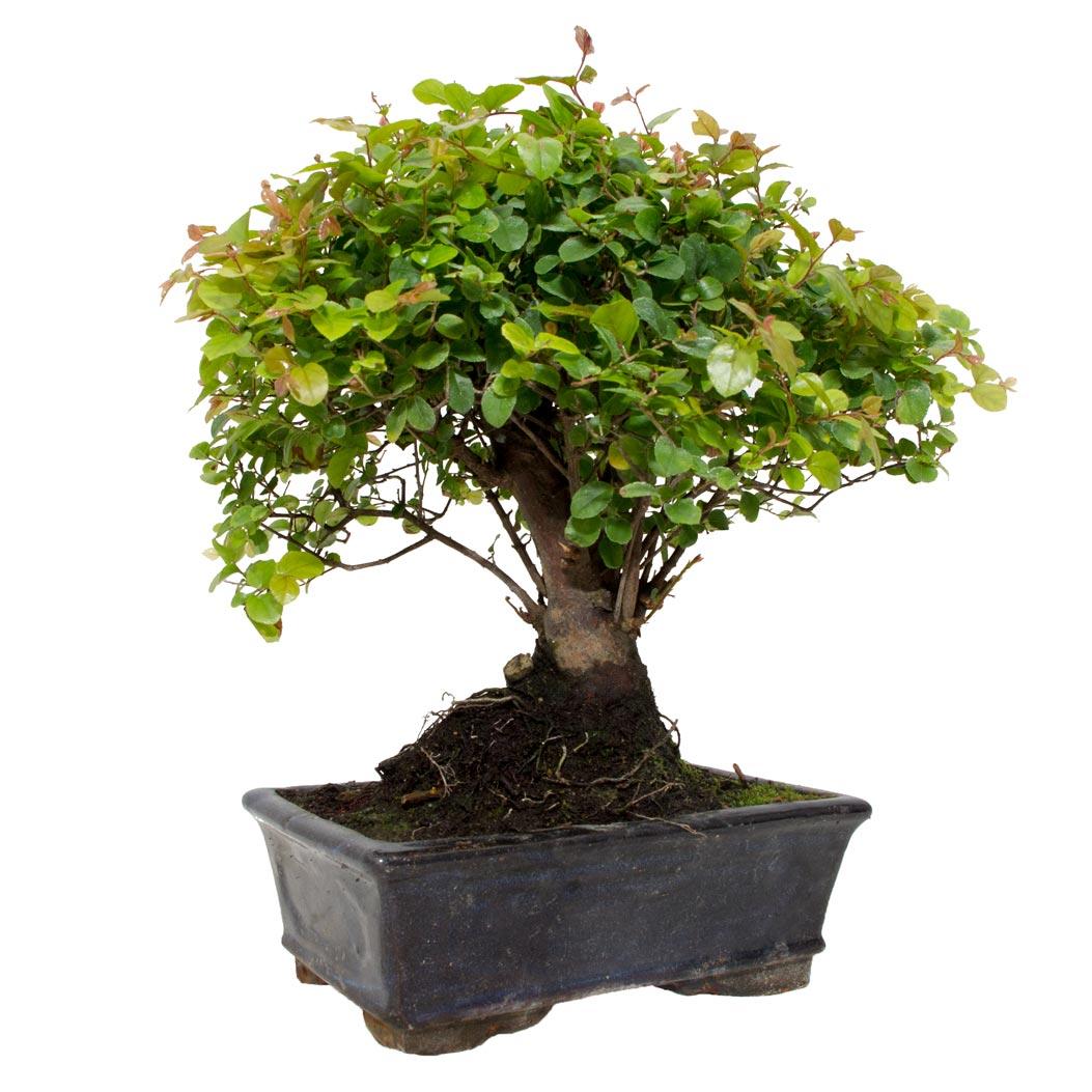 Bonsai Sageretia theezans 7 anos - Ameixa Chinesa