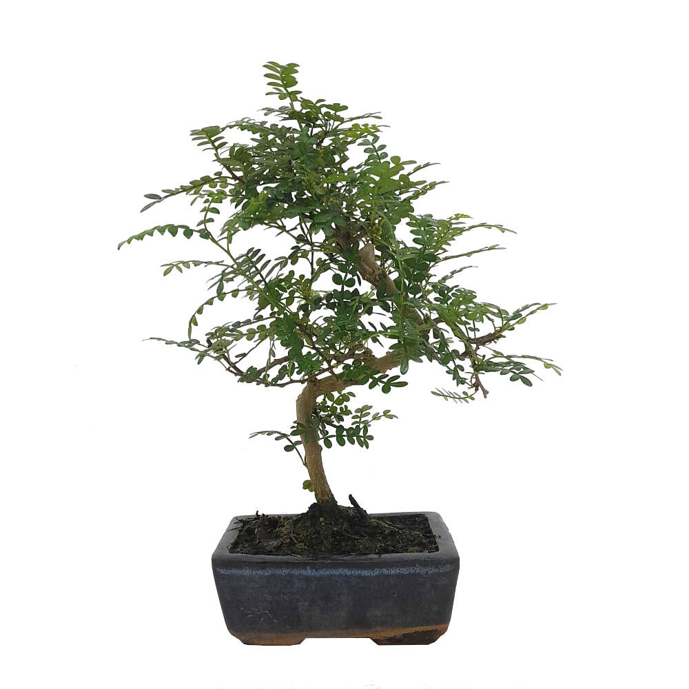 Pack Iniciación Bonsai Zanthoxylum 8 Años Incluye Tijeras Y Abono_1