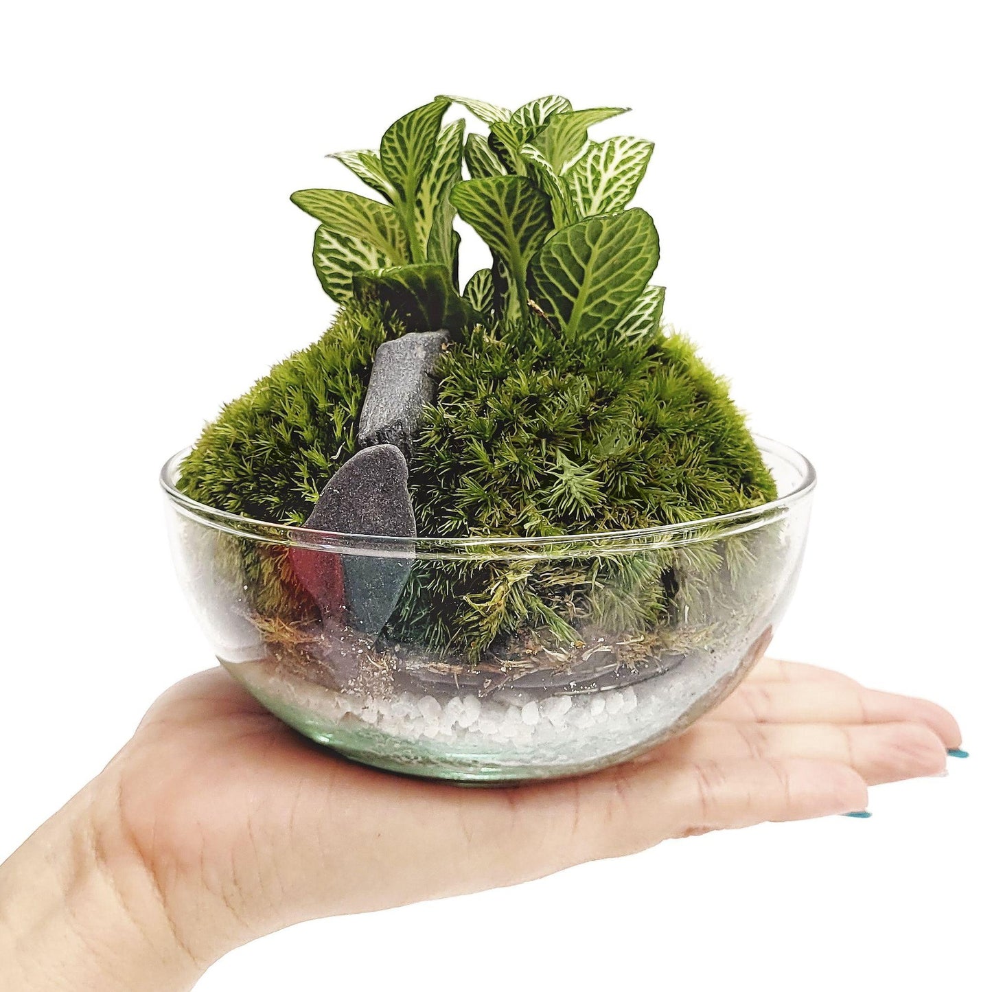 Terrário Fittonia Musgo Bornéu Ø12 x 12 cm