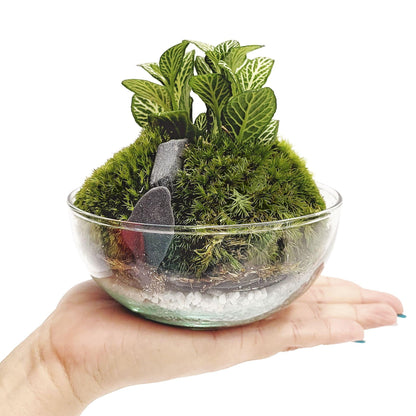 Terrário Fittonia Musgo Bornéu Ø12 x 12 cm