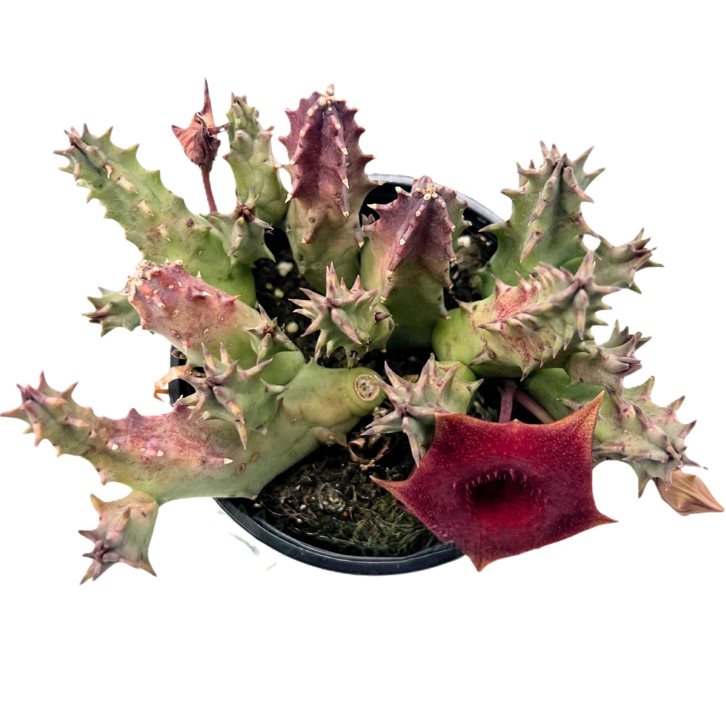 Huernia ‘pink Eye’; Planta Suculenta Con Floración Llamativa, Flor Color Vino Tinto; Diámetro Maceta 9 Cm_2