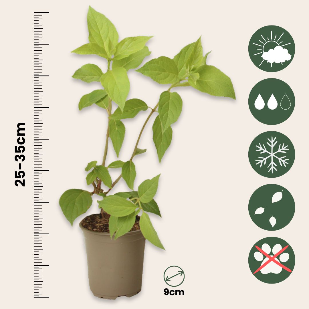 Hortensia - 24 Pzs - Hortensia Paniculata - Altura 25-35cm - ⌀9cm_2