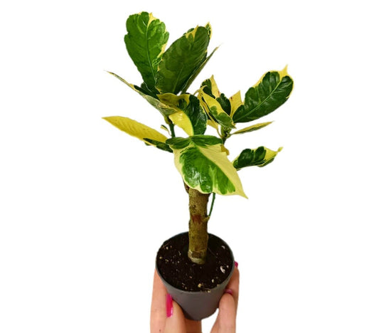 Croton Tamara M6_0