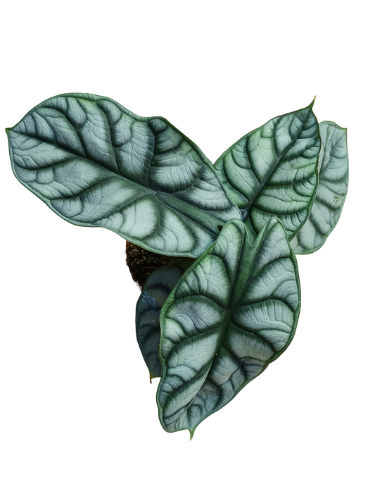 Alocasia Silver Dragon Planta De Interior Ø12_0