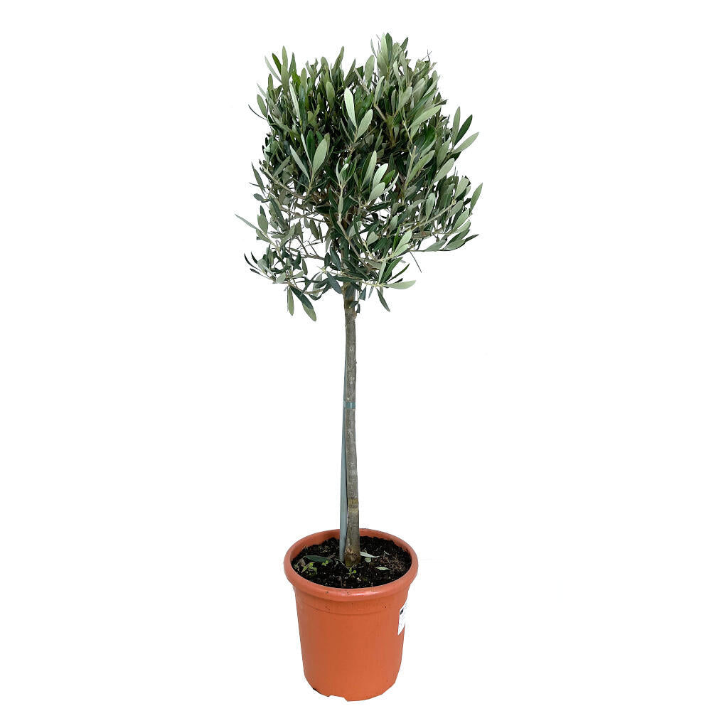 Olivo Copa M20 95cm_0