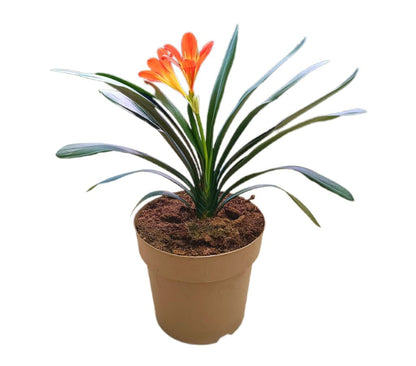 Clivia Miniata M19_0