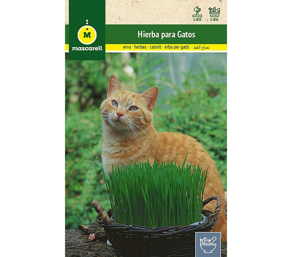 Semillas Hierba Para Gatos_0