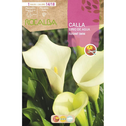 Bulbo Calla Lily Água Branca Elegante Cisne 1 unidade (14/18)