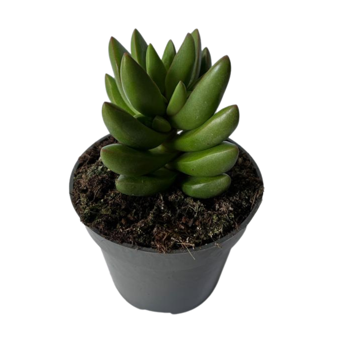 Crassula Ben Suculenta Que Crece En Forma De Cruz_0