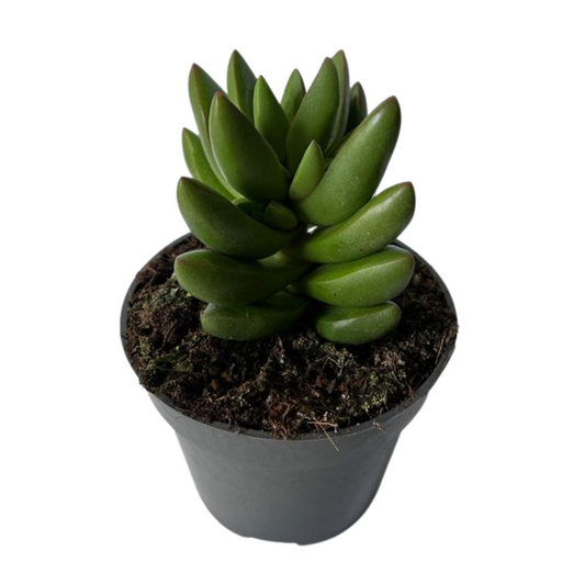 Crassula Ben Suculenta Que Crece En Forma De Cruz_0