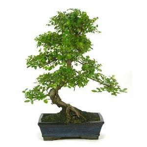 Bonsai Sageretia theezans 6 anos Ameixa chinesa