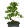 Bonsai Sageretia theezans 6 anos Ameixa chinesa