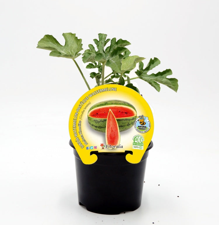 Plantón sandía melona en maceta 10,5 cm. natural - Fitoralia_0