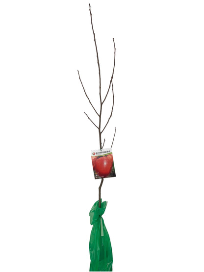 Frutal Kaki Rojo Brillante Cepellón 140 CM_0