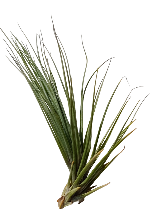 Tillandsia Seideliana Planta Natural Clavel Del Aire_0