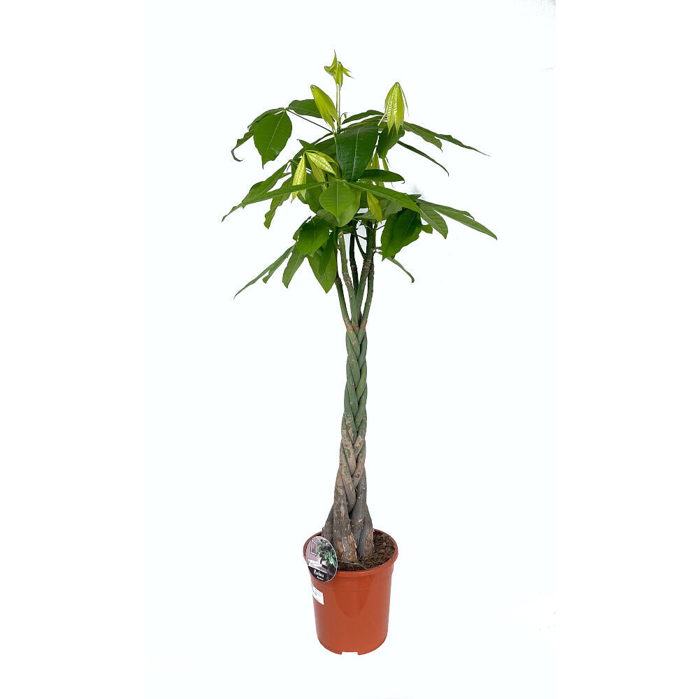 Pachira Acuática M24 120cm_0
