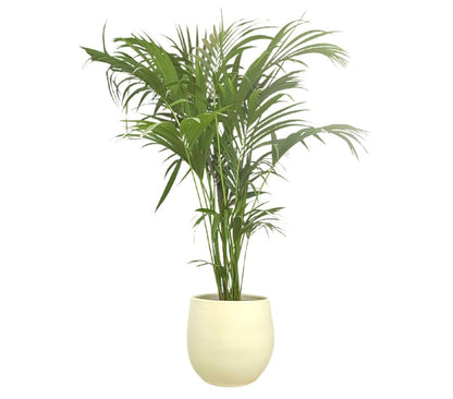 Macetero De Cerámica Peracort Blanco 37x35cm_2