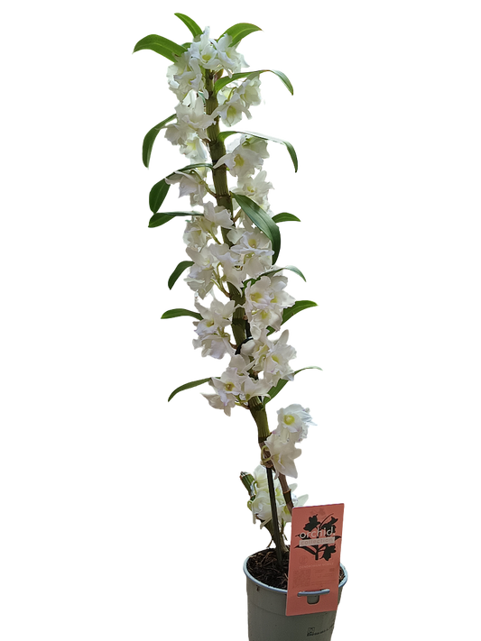 Orquidea Dendrobium De Flor Blanca Ø12 - +40 Cms Sin Floracion Activa_0