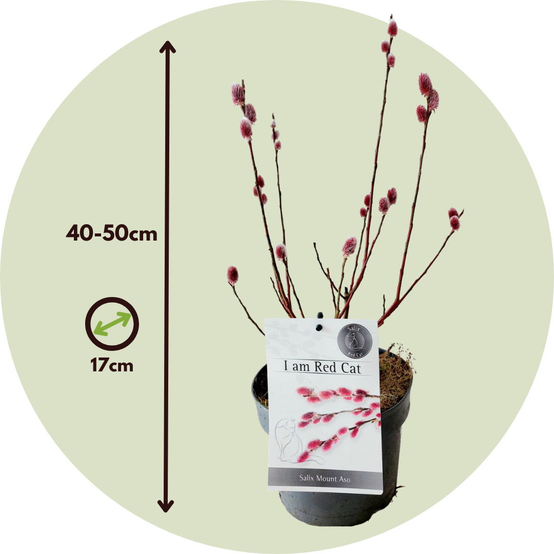 Sauce Arbustivo - 2 Pzs - Salix Gracilistyla 'mount Aso' - A40-50cm - ⌀17cm_2