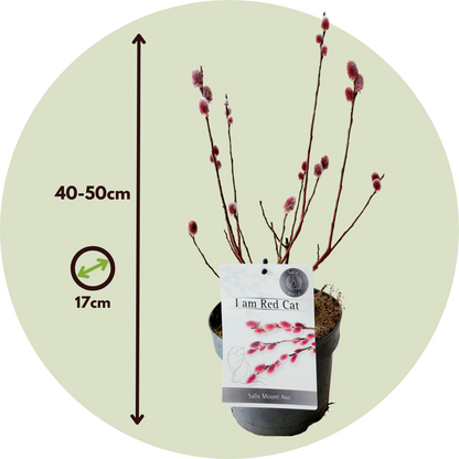 Sauce Arbustivo - 2 Pzs - Salix Gracilistyla 'mount Aso' - A40-50cm - ⌀17cm_2