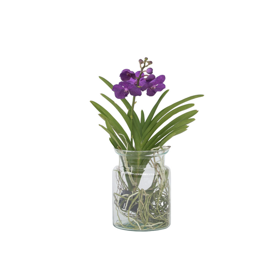 Orquídea Vanda - Vanda 'blue' - Altura 40-50cm - ⌀14cm_0