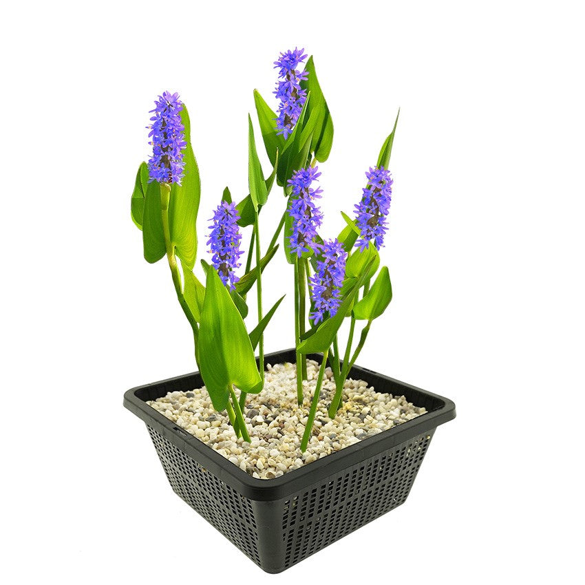 Pontederia Planta Estanque - Resistente - Biológica_0