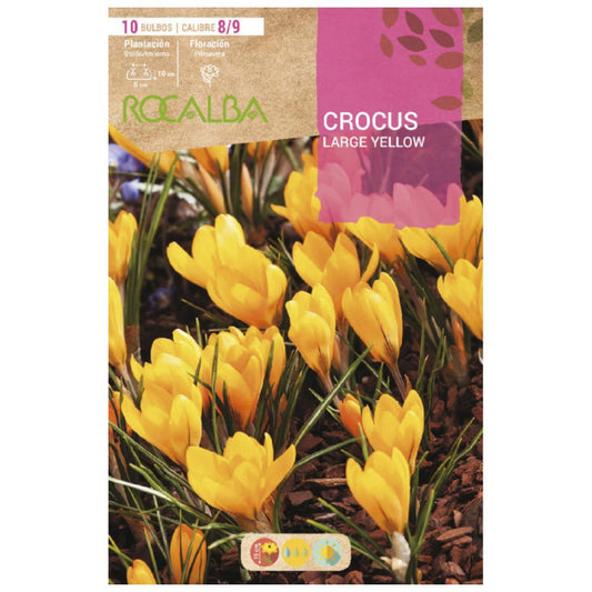 Crocus Bulbo Amarelo Grande 10 unidades Rocalba