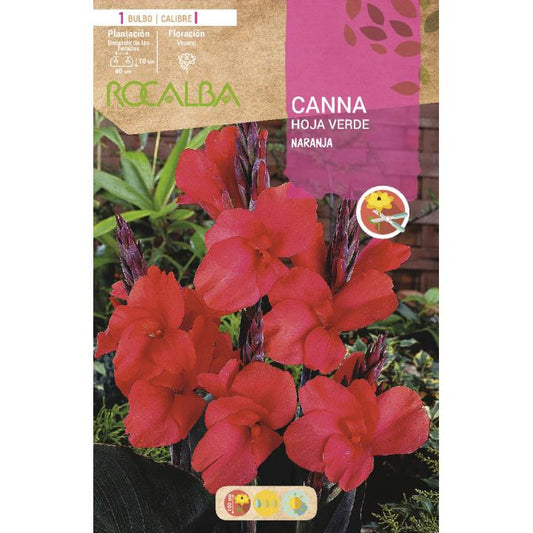 Bolbo de Canna verde folha laranja 1 unid.