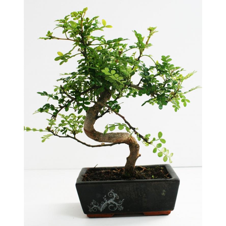 Bonsai Zanthoxylum piperitum sp. 6 anos