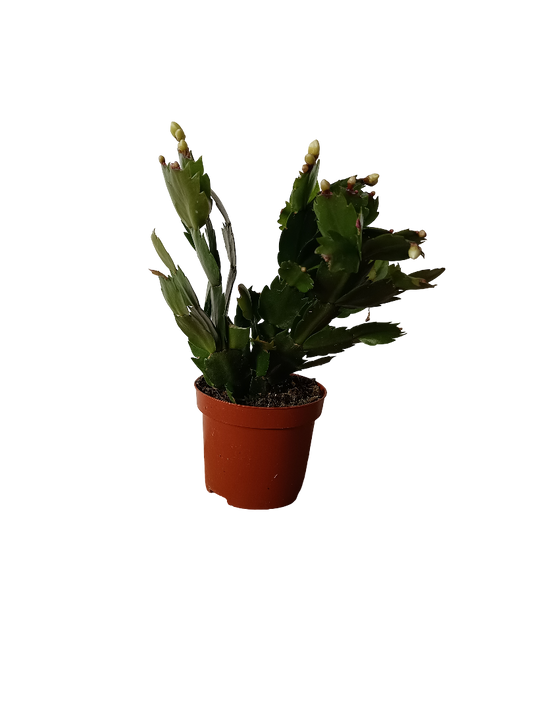 Cactus De Navidad Flor Amarilla Planta Suculenta Colgante_0