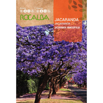 Sementes de Jacarandá Jacaranda mimosifolia