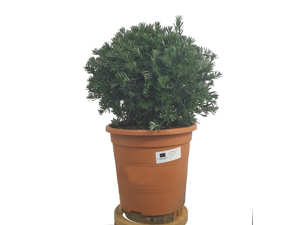 Westringia Fruticosa M24 55cm_0