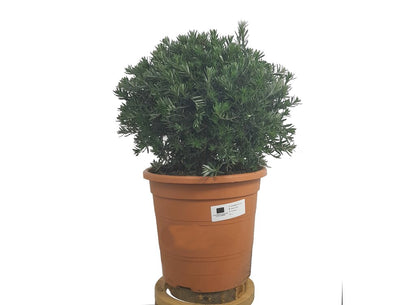 Westringia Fruticosa M24 55cm_0