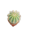 Cacto Parodia Magnifica Ø5 Cm