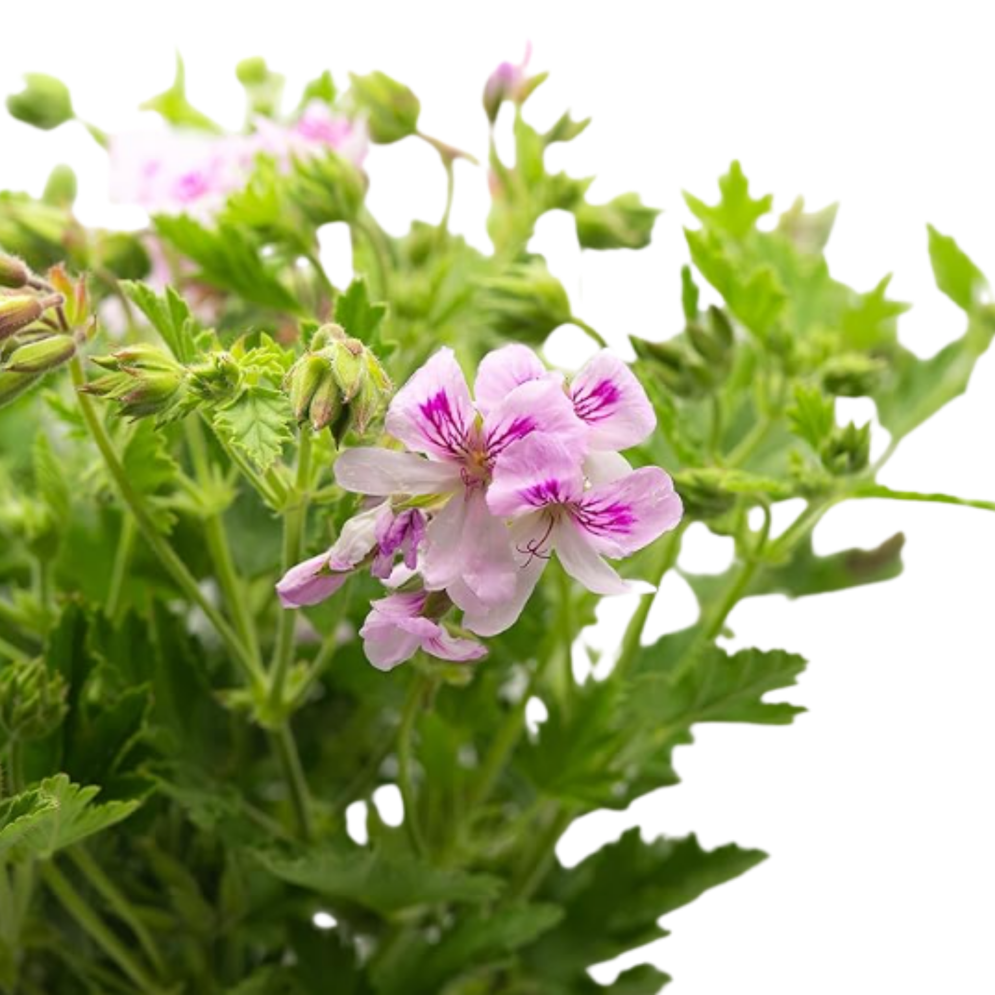 4 x Plantas Geranio Limón Maceta De Ø 15 - Repele Los Mosquitos - Planta Citronela_2