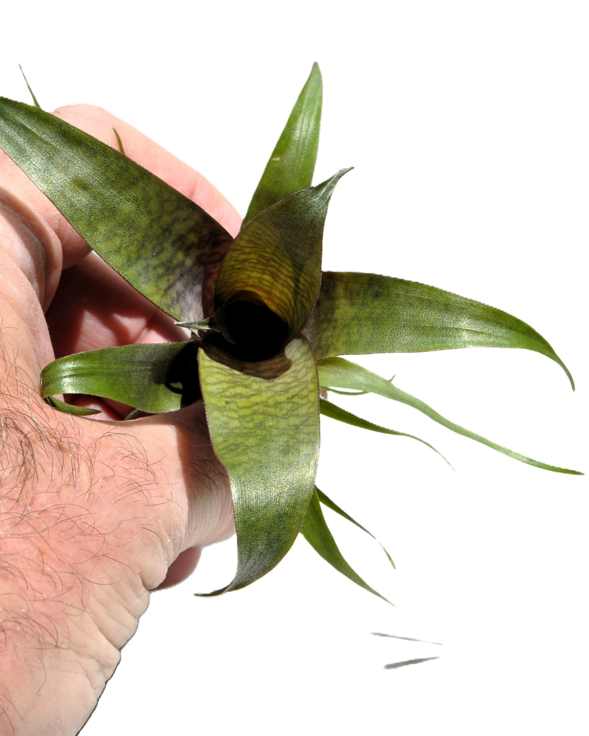 Vriesea 'Tropical Day' M; bromelia tropical; Curiosarium; altura 15 cm, diámetro 15 cm, sin sustrato_2