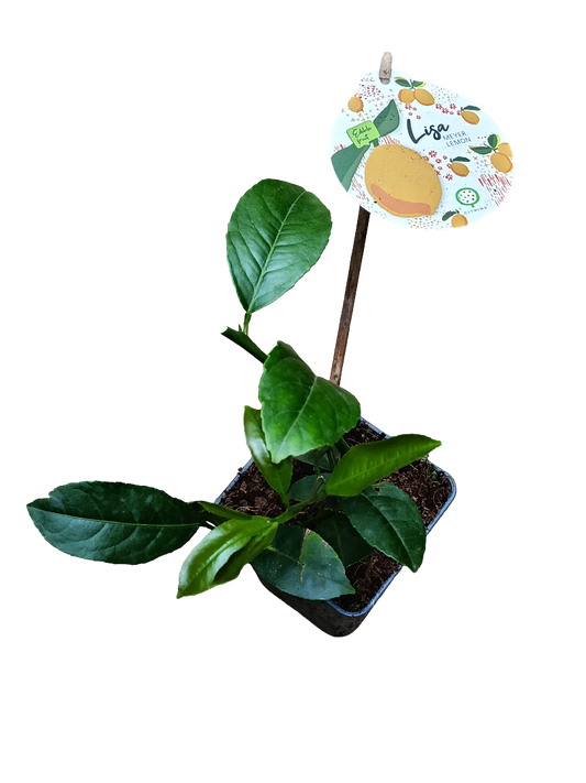 Limonero Joven Citrus Meyers De Hoja Verde Ø9_0