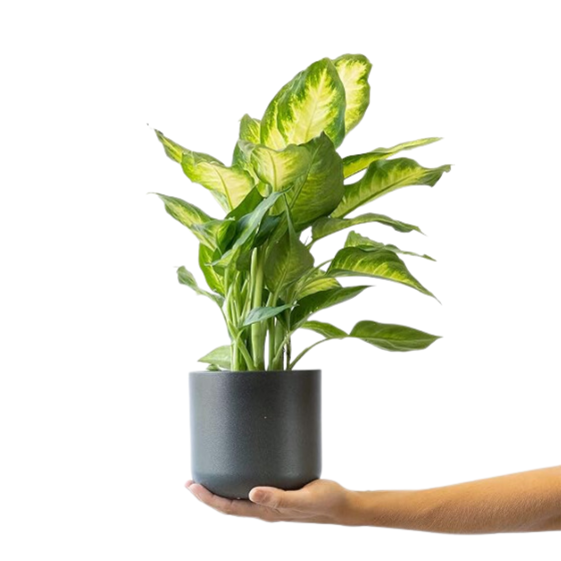 Pack 5 Plantas Naturales De Interior : Croton + Dieffenbachia + Palmera Areca + Dracaena Lemon Lime + Chamadorea Ø12 Cm_3